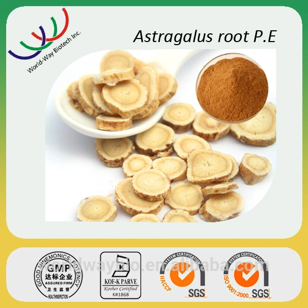 ISO Factory Supply Astragalus Root Extract Powder