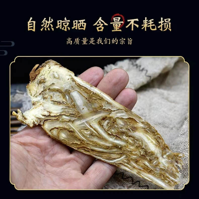 Suplemento de atención de salud Dong Quai dired Herbs Angelica sinensis para Cocinar