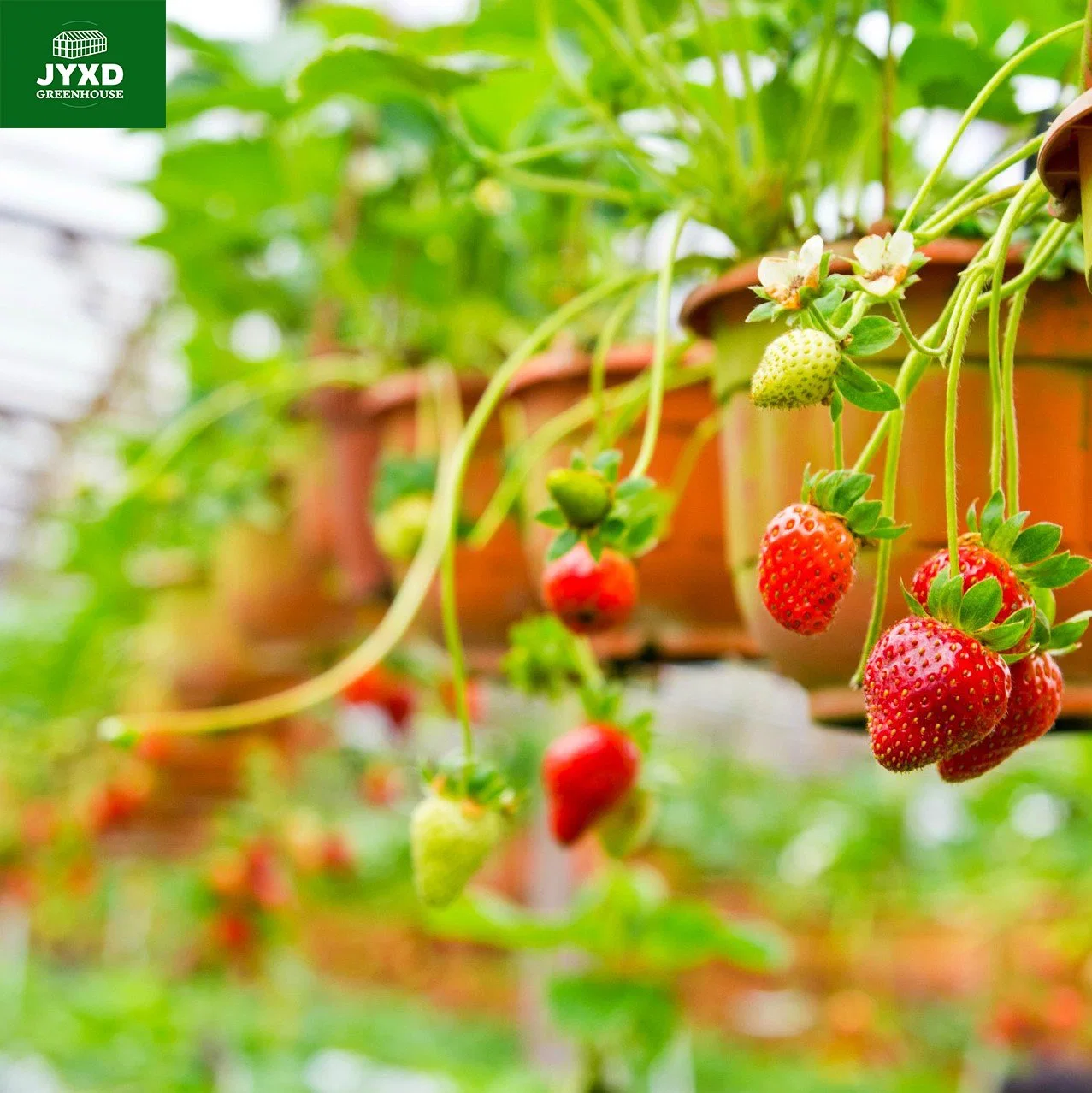 Modern Agricultural Plastic Film Greenhouse for Strawberry