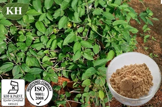 High Natural Gymnema Extract 25%, 75% Gymnemic Acid