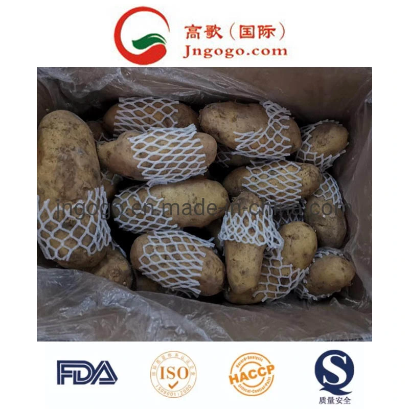 Fresh Yellow New Crop Potato (50-100g)