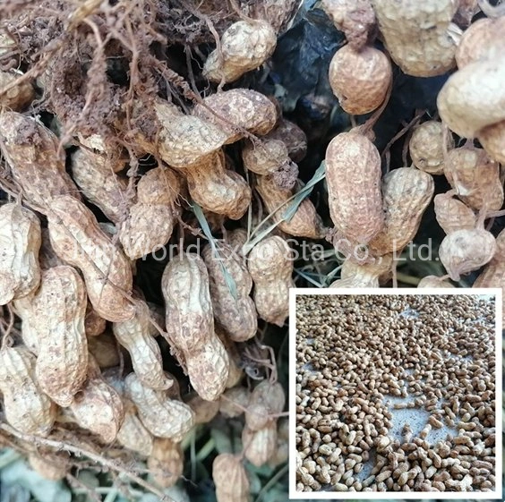 Directly Peanuts in Shell From China New Crop