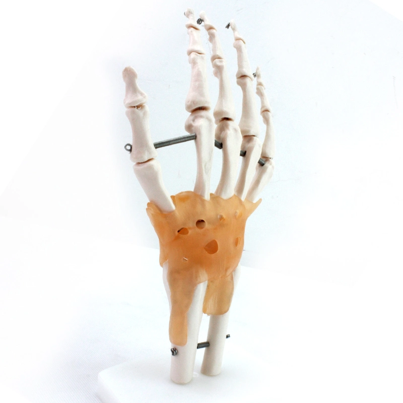 3D Models Life-Size PVC Ligaments Hand Joint for Hand Functionality