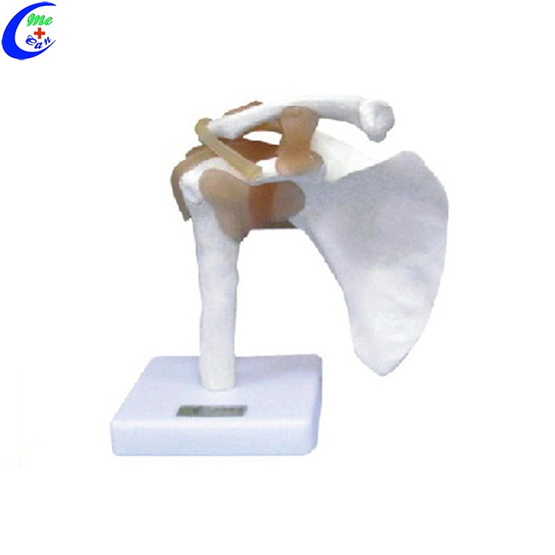 Shoulder Joint Model with Ligaments for Teaching
