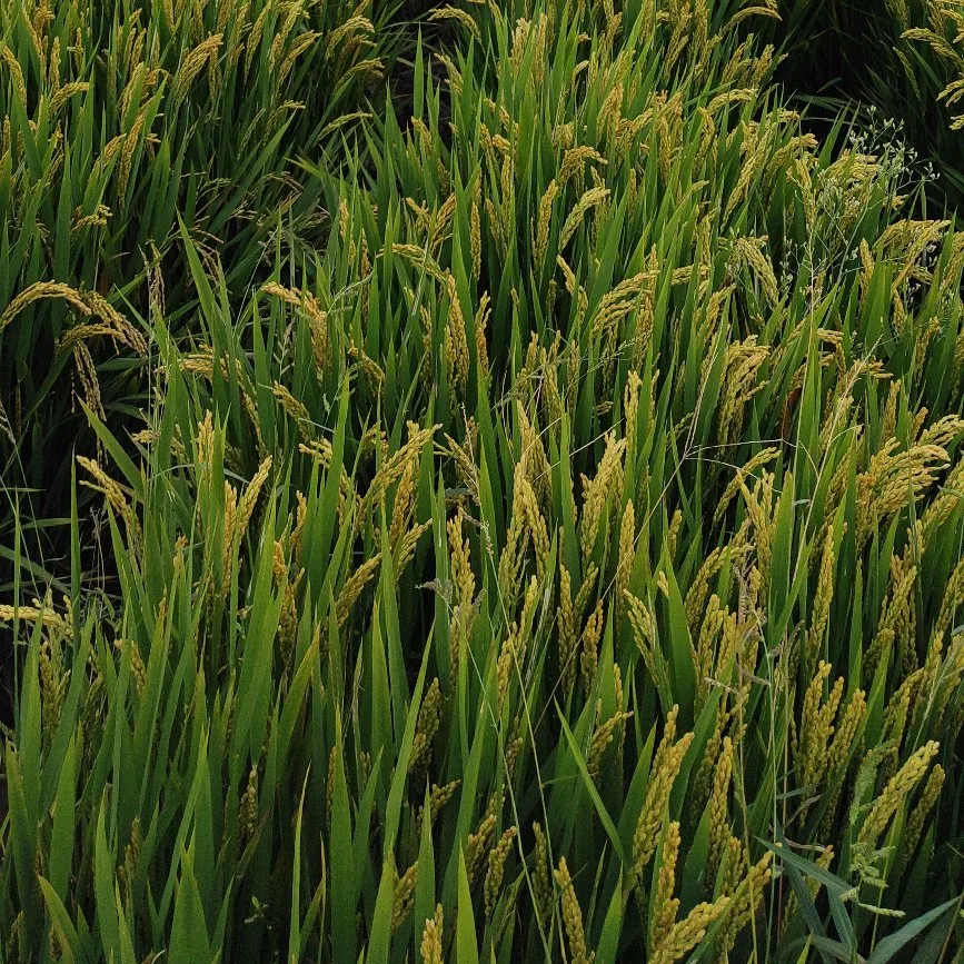 Rice Selective Herbicide Propanil 360g/L & Propanil 480g/L EC