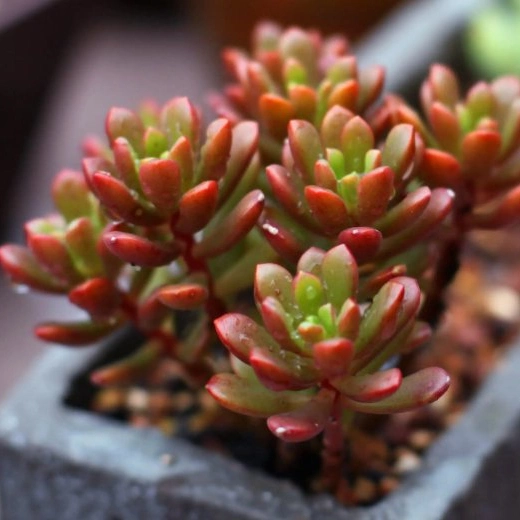 Succulent Sedum"Joyce Tulloch" Natural Plants