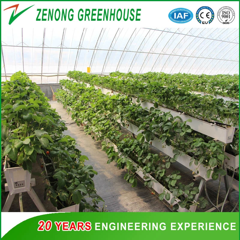 Heat Insulation Solar Greenhouse for Agriculture Planting in Winter