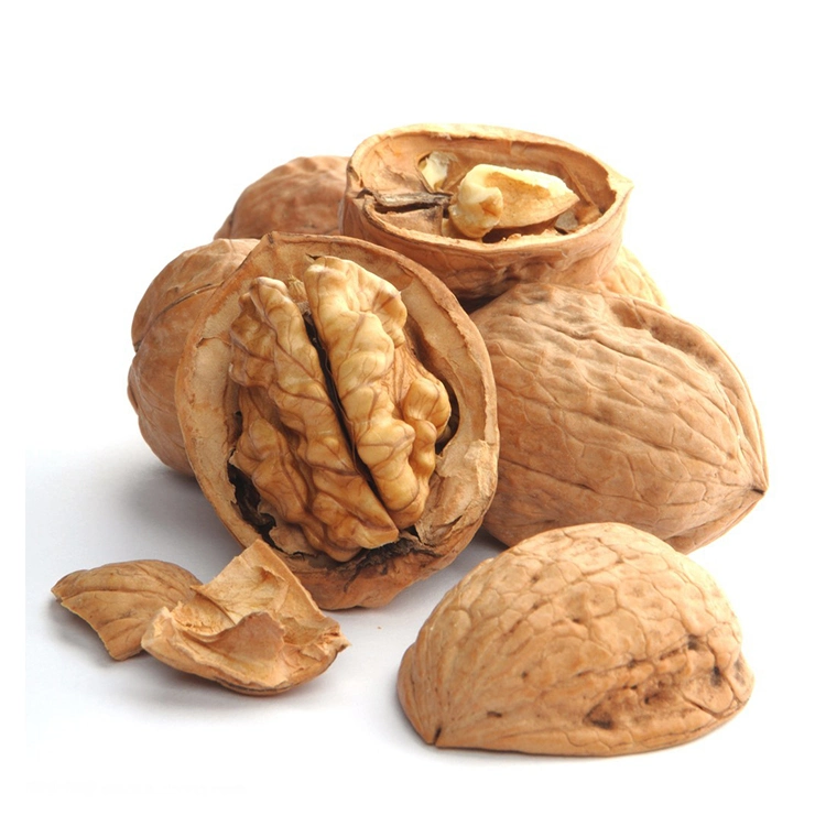 Healthy Snacks Paper Shell Walnuts Easy Crack Thin Skin Walnut Inshell From China