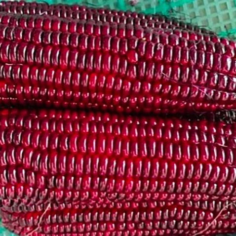 Semillas de maíz semillas de maíz dulce de perlas rojas