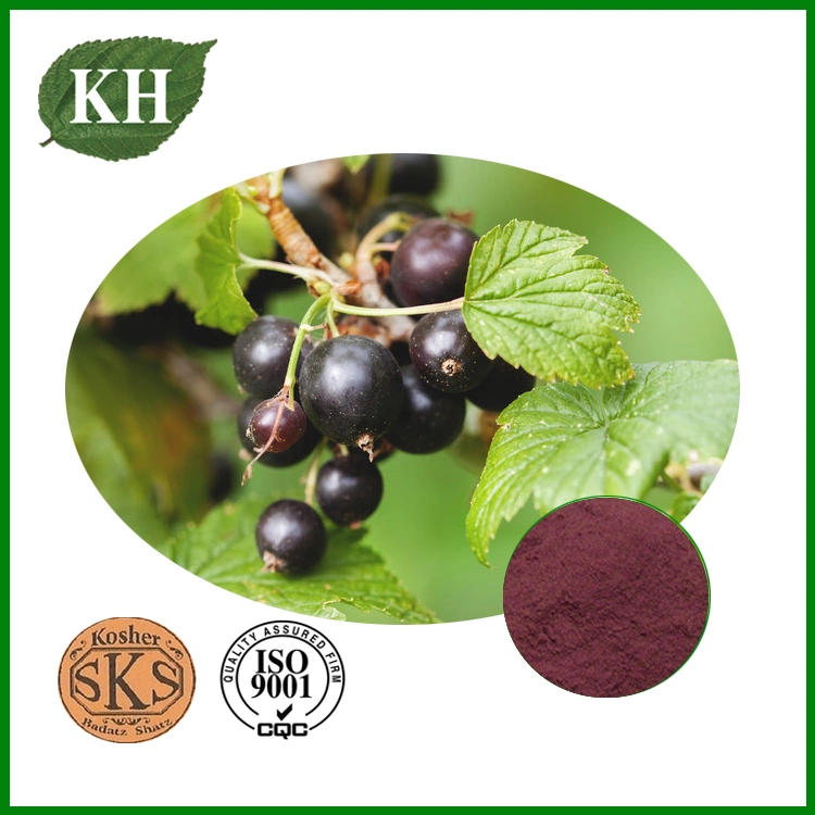 Black Currant Extract: Anthocyanins 10%, 25% by HPLC