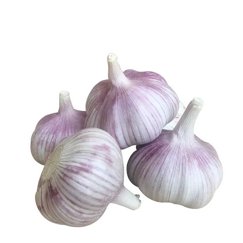 Farm Garlic: Red and White Varieties - Freshness and Quality You Can Trust