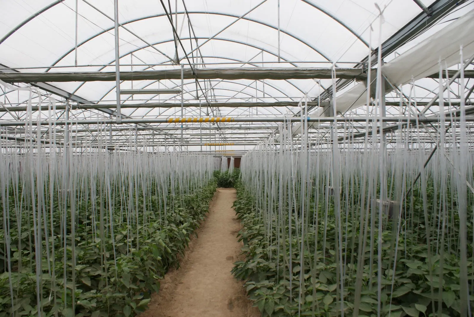 Film Arch Type Greenhouse for Tomato Cucumber Chili Pepper