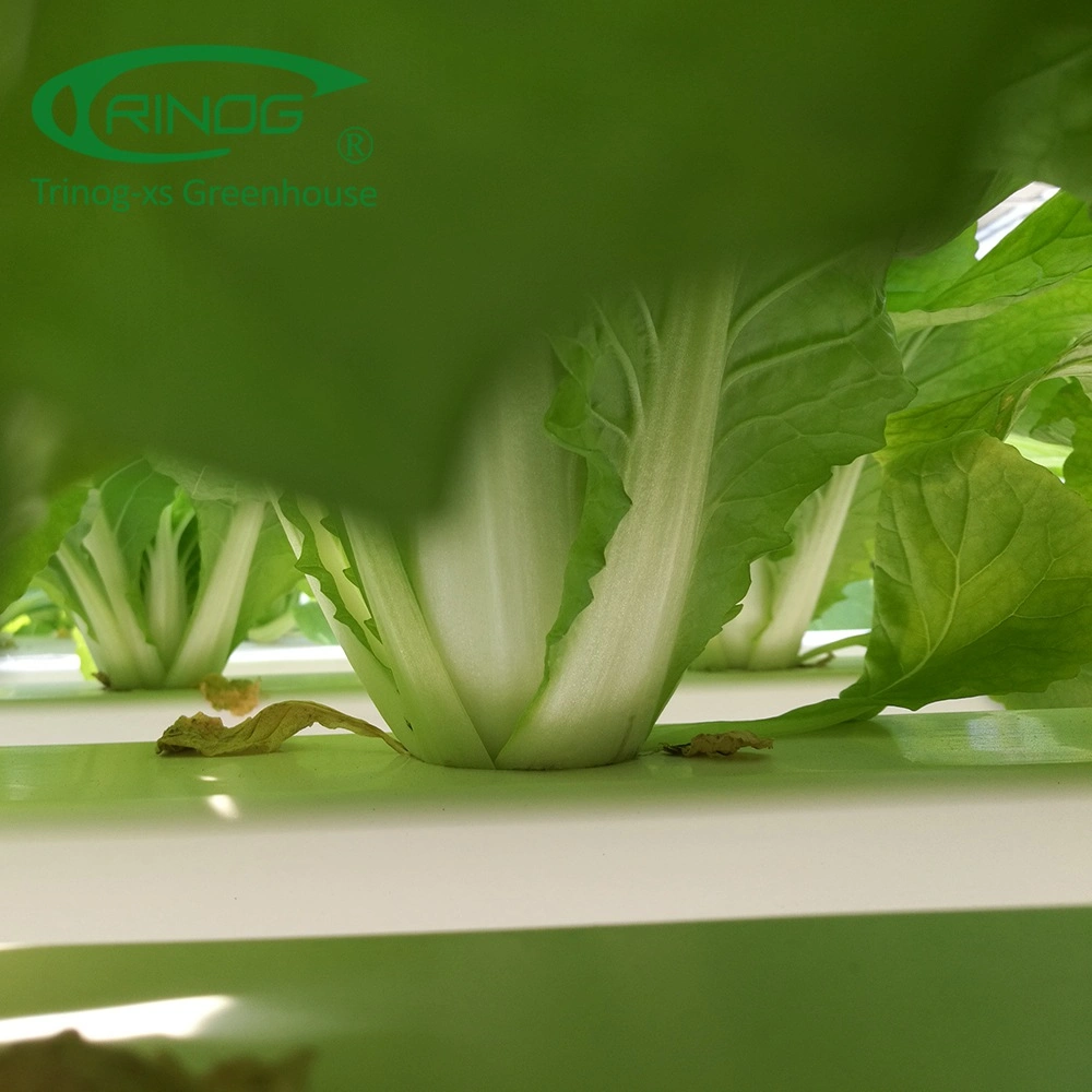 دفيئة أفلام عالية الكفاءة مع نظام النمو Hydroponic للنباتات/النباتية/الزهور