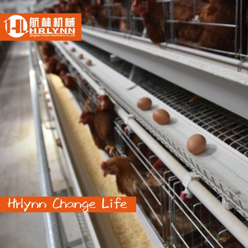 Chicken Cage Egg Layer Chicken Cage Poultry Farm A Type Cages