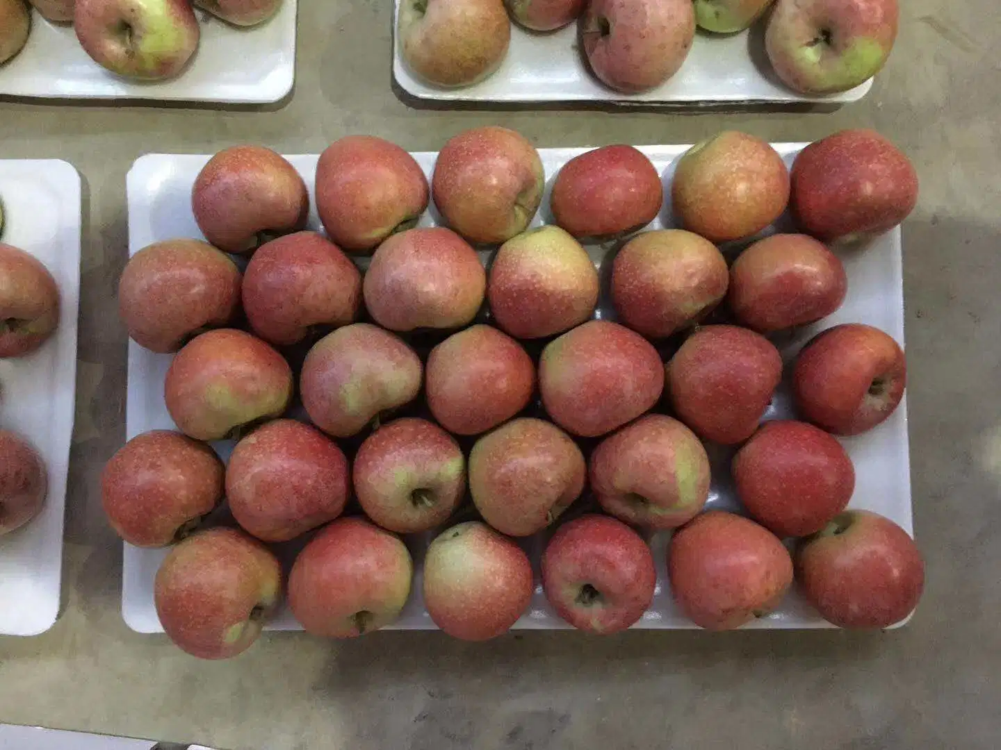 High quality/High cost performance  of Fresh Red Qinguan Apple