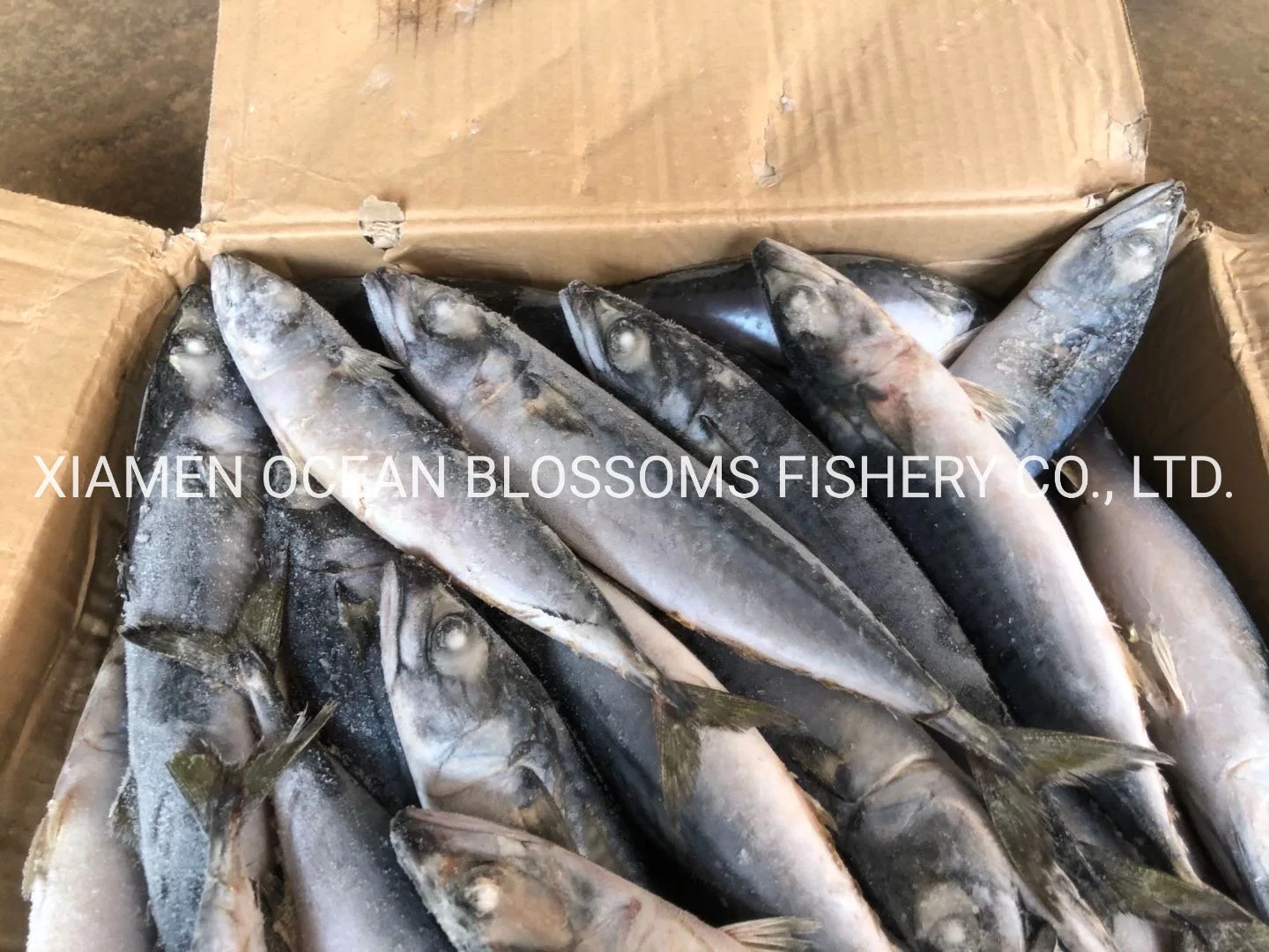 Best Sea Frozen Pacific Mackerel for Bait Scomber Japonicus Tuna Bait