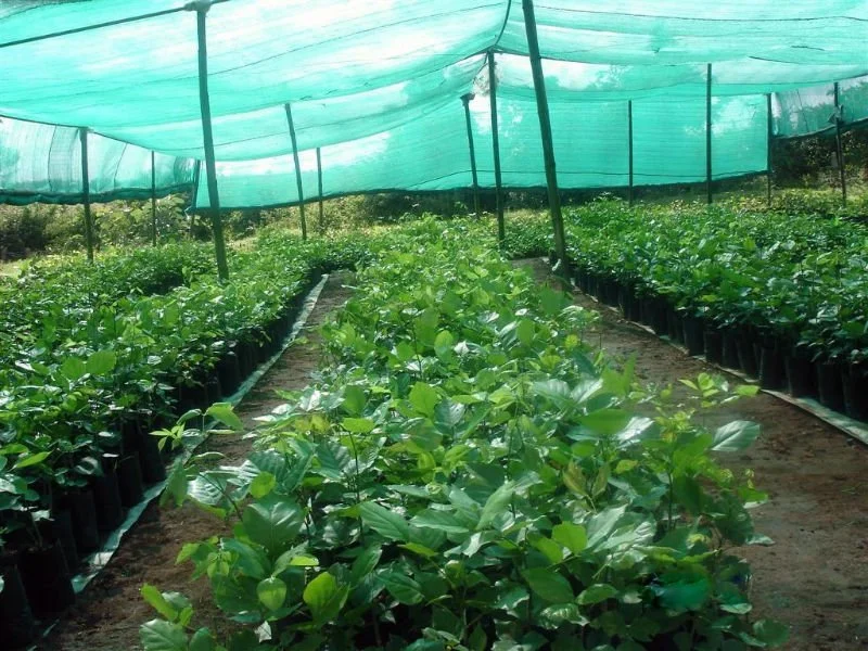 Vivero de Tela de malla sombra invernaderos de redes de sombreado jardín neto del 70% neto de la sombra de compensación de la sombra de color