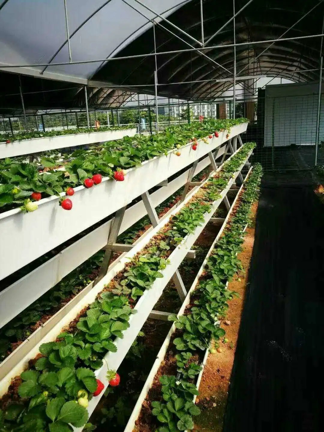 Nft Gully Hydroponic Greenhouse for Sale Growing System Strawberry Gutter