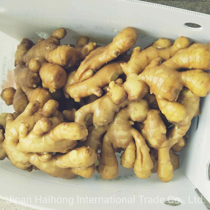 Frischer, lufttrockener Ingwer in China (200g+, 250g+)