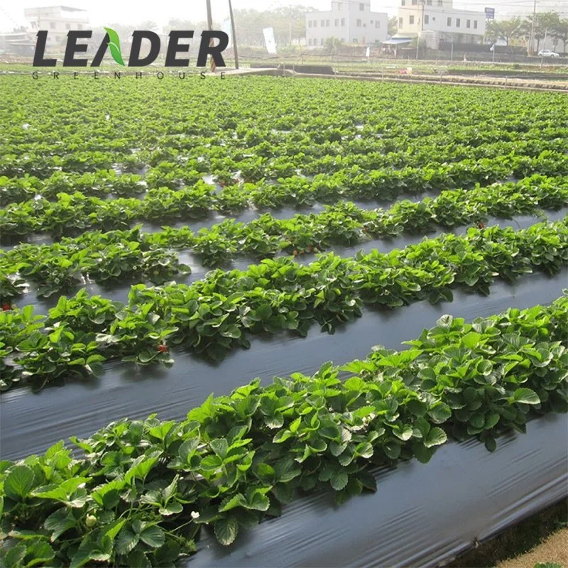 Best Selling Used PE Plastic Mulch Laying Keep Soil Moisture Mulch Film