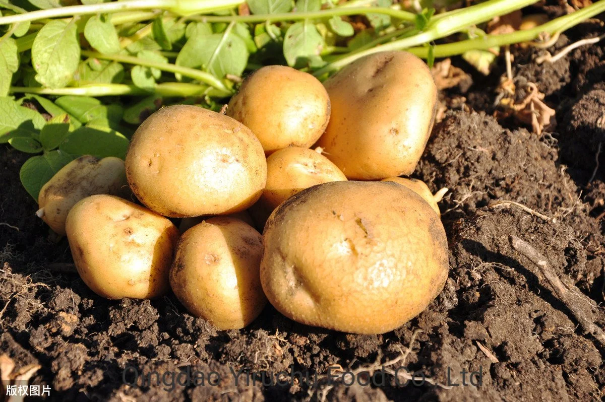 Good Price Fresh Whole Potatoes with High quality/High cost performance  From China