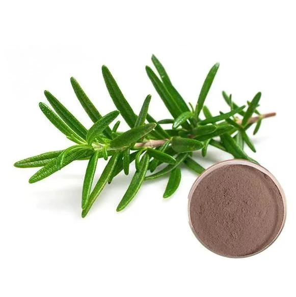 Healthy Herbal Extract Rosemary Extract Natural Antioxidant Ursolic Acid Rosemary Essential Oil Rosemary Extract