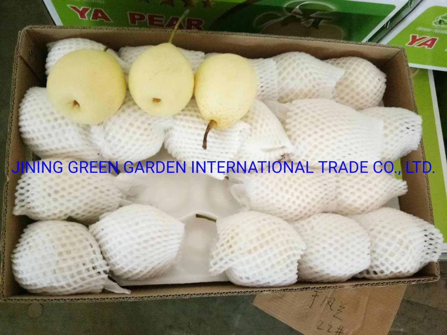 2021hot Sale Good Quality Fresh Ya Pear, Top Quality of Chinese Fresh Fruits Pear with Factory Price