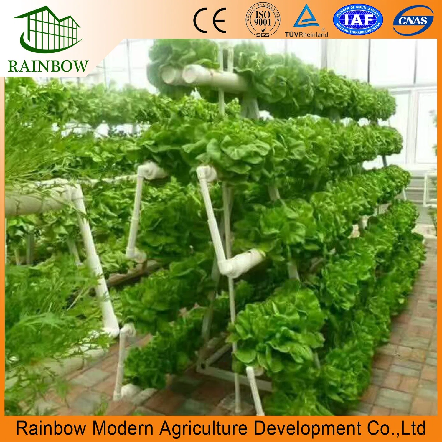 Modern Multi-Span High Glass Hydroponics Greenhouse for Agriculture