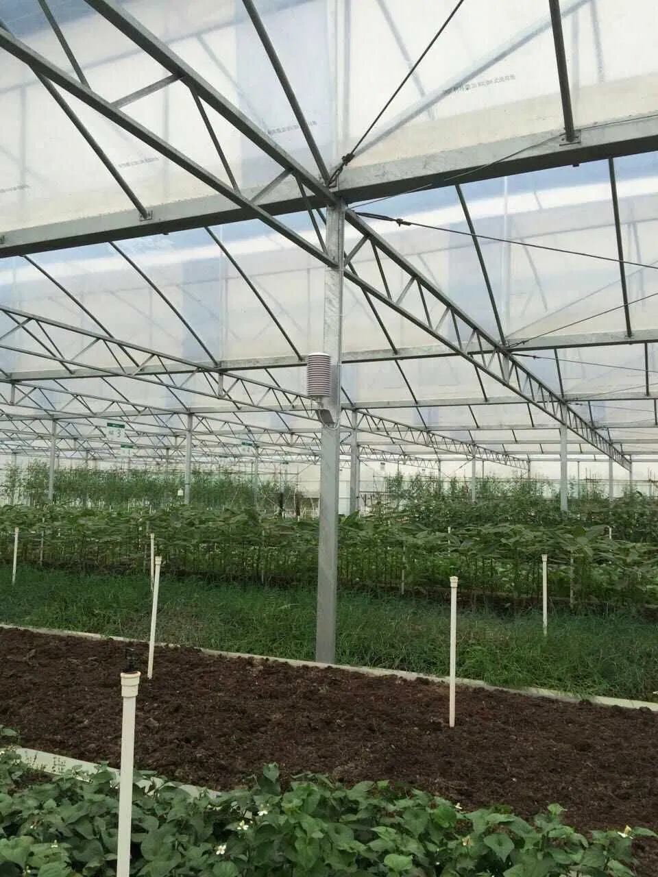 Venlo Type Polycarbonate Board PC Green House The Belt and Road Initiative/Cucumber/Lettuce/Pepper/Planting