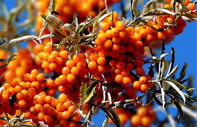 Mejorar la función inmune Hippophae rhamnoides Mar Extracto de polvo de jugo de espino cerval