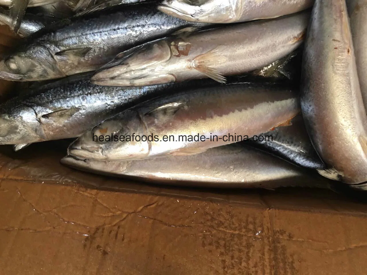 Mejor frescura congelados de pescado Jurel del Pacífico