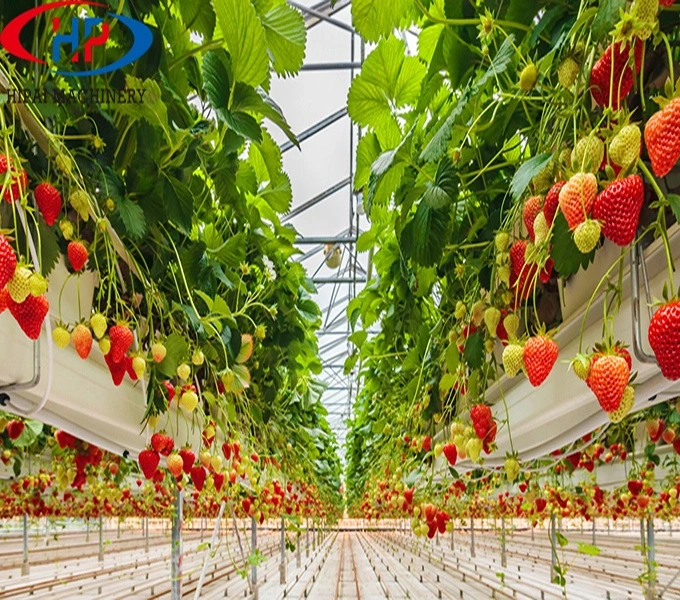 Estufa de Strawberry estufa de Multi Span estufa hydroponic