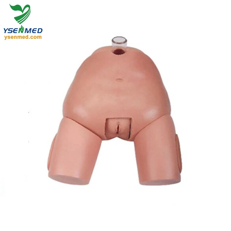 Medical Equipment Female Bladder Puncture Simulator Ysbix-H29f