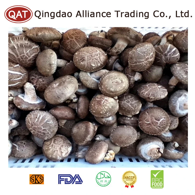 New Harvest High Quality Frozen IQF Whole/Sliced Shiitake Mushroom with Brc Certificate