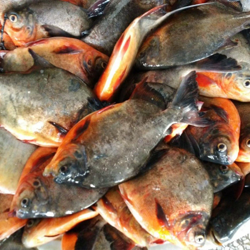 Exportador de pescado congelado IQF congelado rojo Pomfret Pescado de reanimación