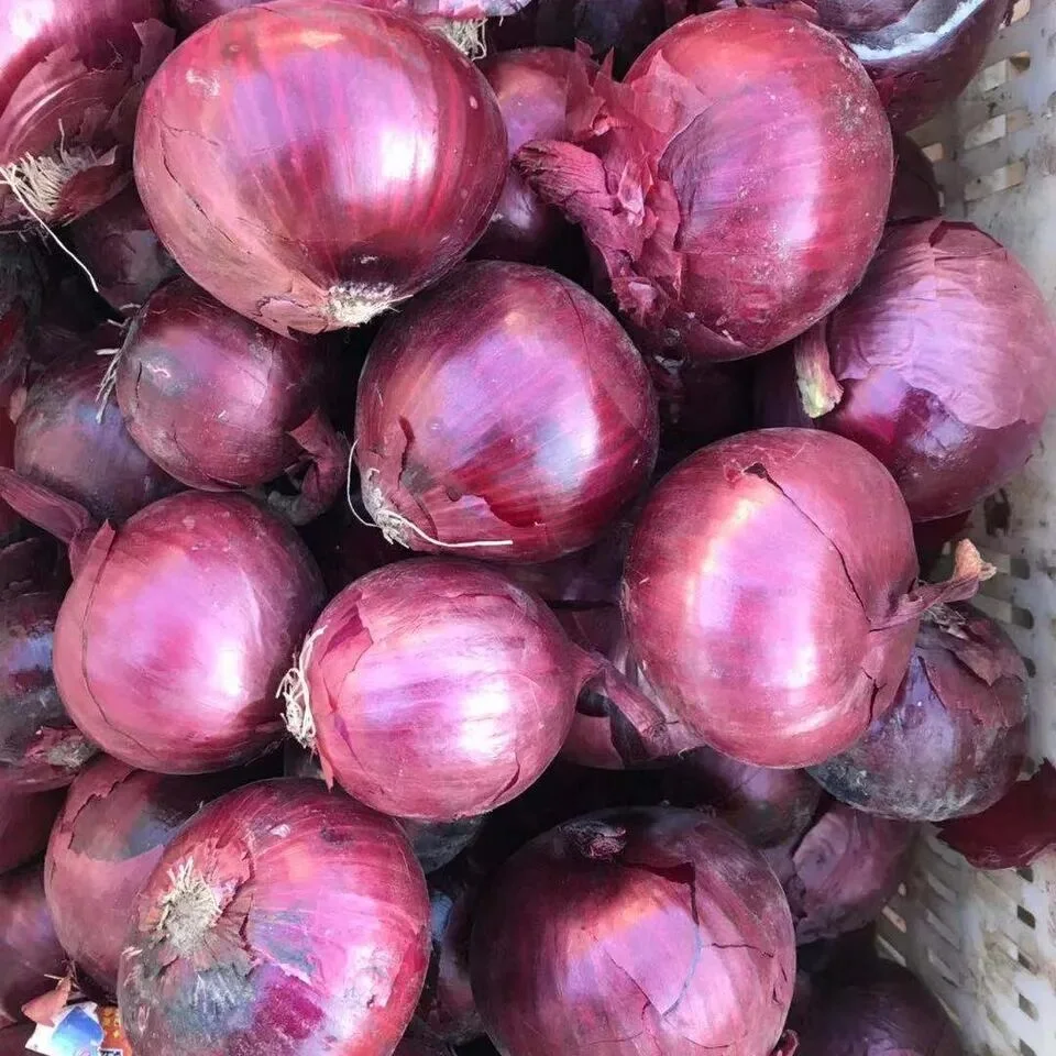 Fornecedor chinês de cebola Vermelha fresca Natural