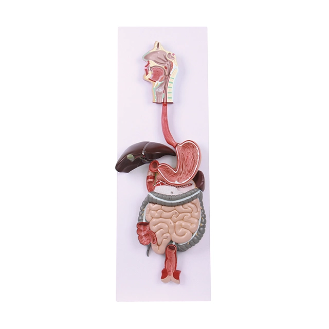 Human Biological Anatomical Digestive System Model