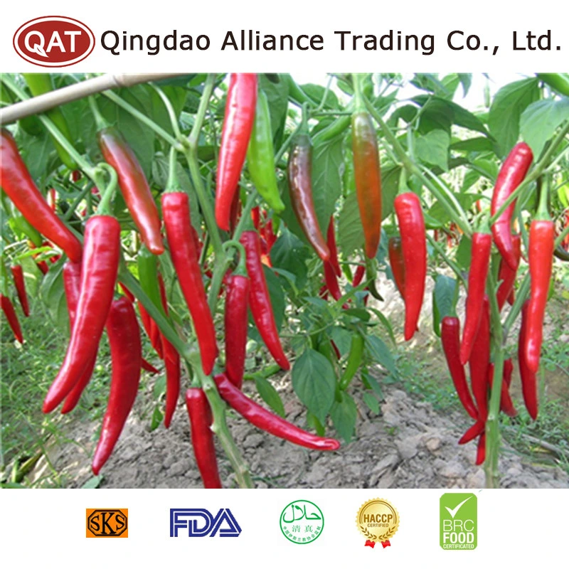 New Crop Frozen Red Chili 5-11cm