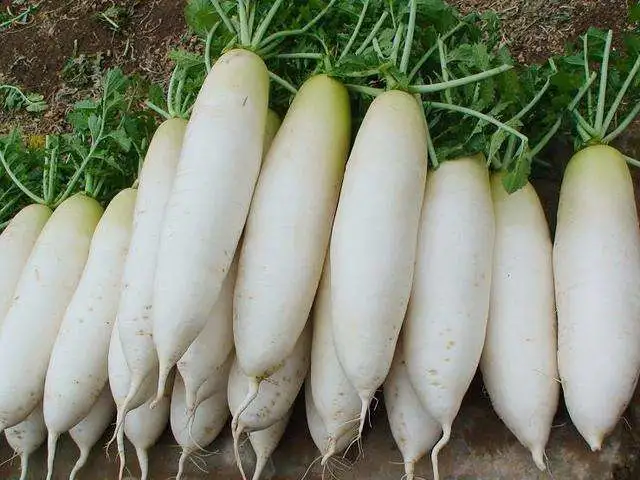 New Crop High quality/High cost performance  China Fresh Radish