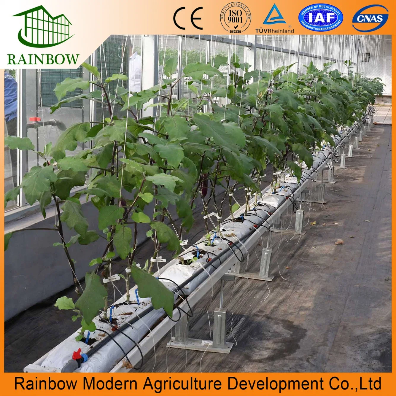 Smart Multi-Span Tunnel / Arch Type PE / Po Film Plastic Agriculture / Commercial Eco Greenhouse for Tomato/ Cucumber Strawberry with Hydroponics Growing System