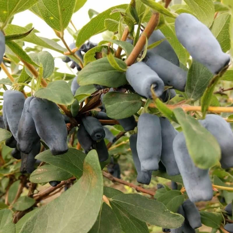 Honeyberry Trees Lonicera Caerulea Trees Live Fruit Tree Seedlings