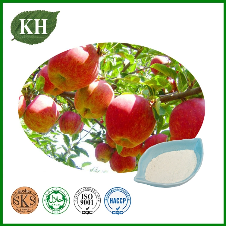 Health Supplement Apple Root Extract Phlorizin, Phloridzin