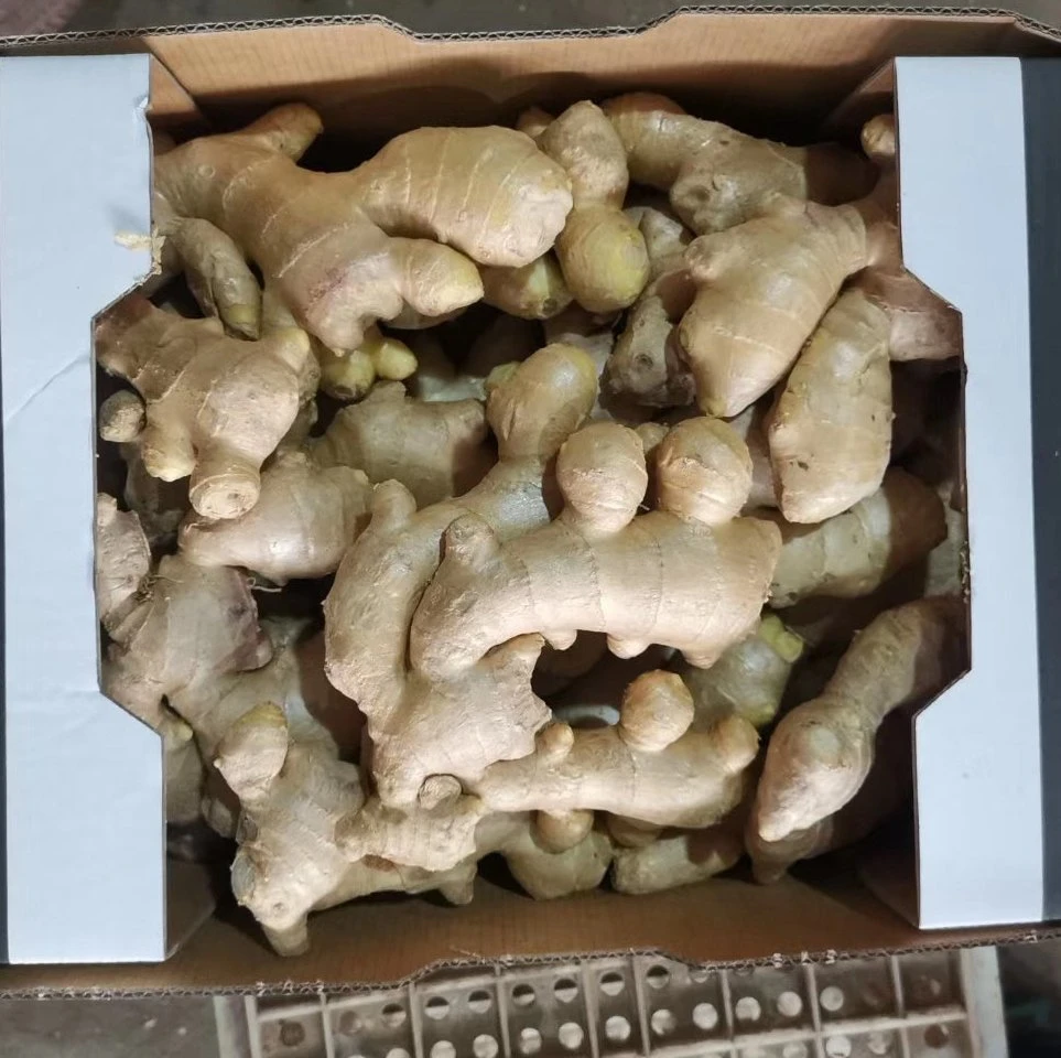 Chinese Ginger Sold Directly From The Factory