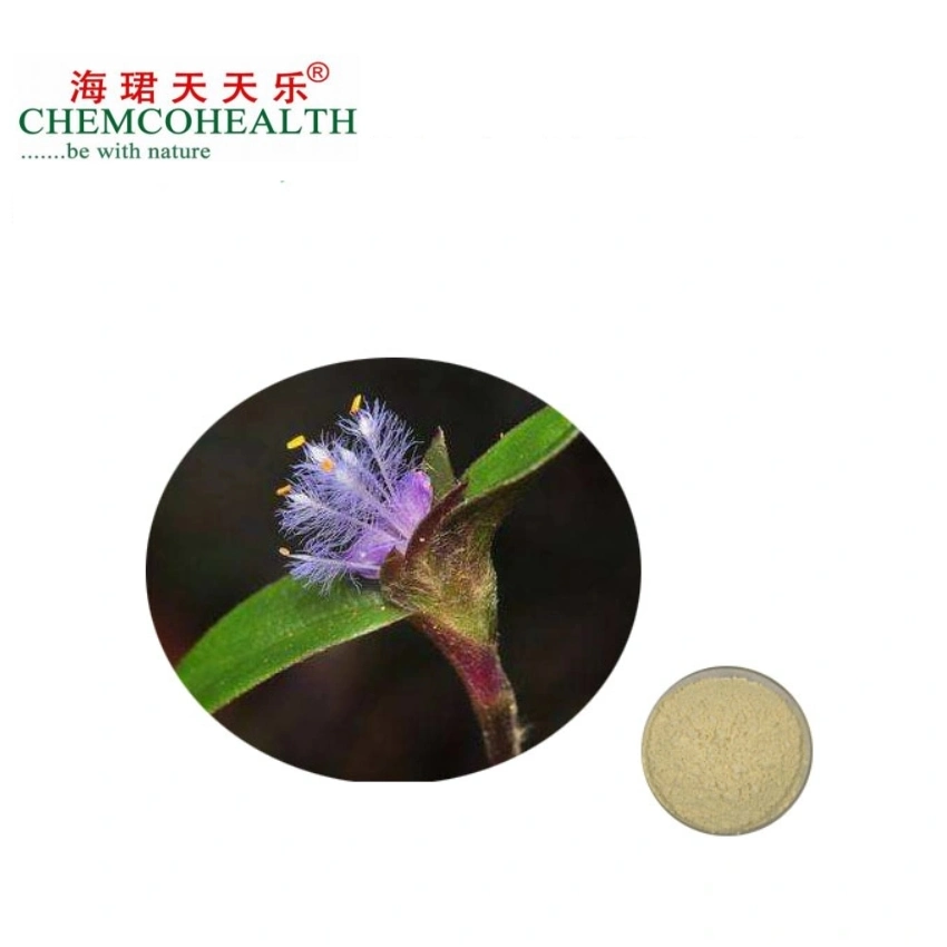 Purely Natural High-Concentration Ecdysterone Cobweb Cyanobacteria Extract