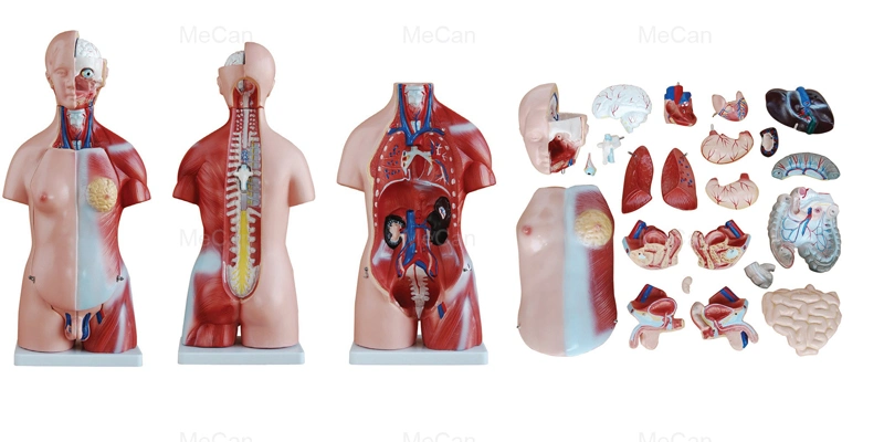 Hot 23 Parts 20 Mecan Human Body Medical Anatomy Educational Torso Model