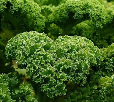 High quality/High cost performance  Organic Vegetable Kale Leaf Powder