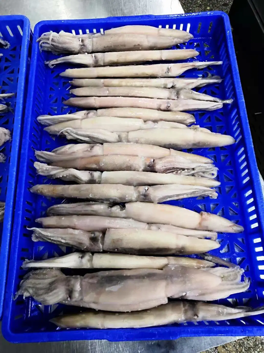 Frozen Whole Round Squid, Calamari, Calmar, Calmar, Sotong, Pota,