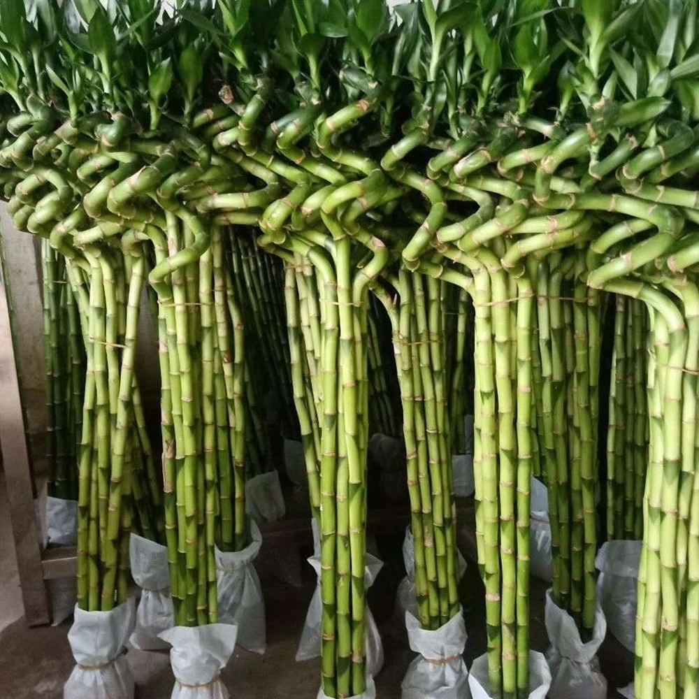 Spiral Lucky Bamboo Dracaena Live House النباتات في حجرة نوم الطفل ديكور أخضر الجملة