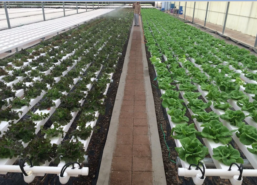 Agricultural Nft Hydroponic Growing Systems for Leafy Vegetable Tunnel Greenhouse