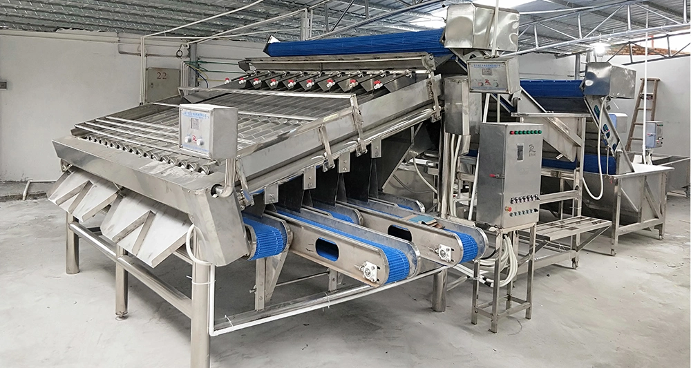 1.5t/H High Capacity Fish Shrimp Washing Cleaning Grading Prawn Machine Automatic Control Grading Machine